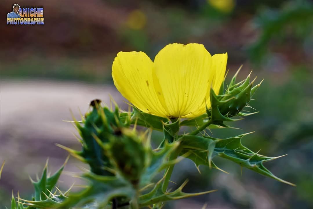 Things to Do in Djibouti